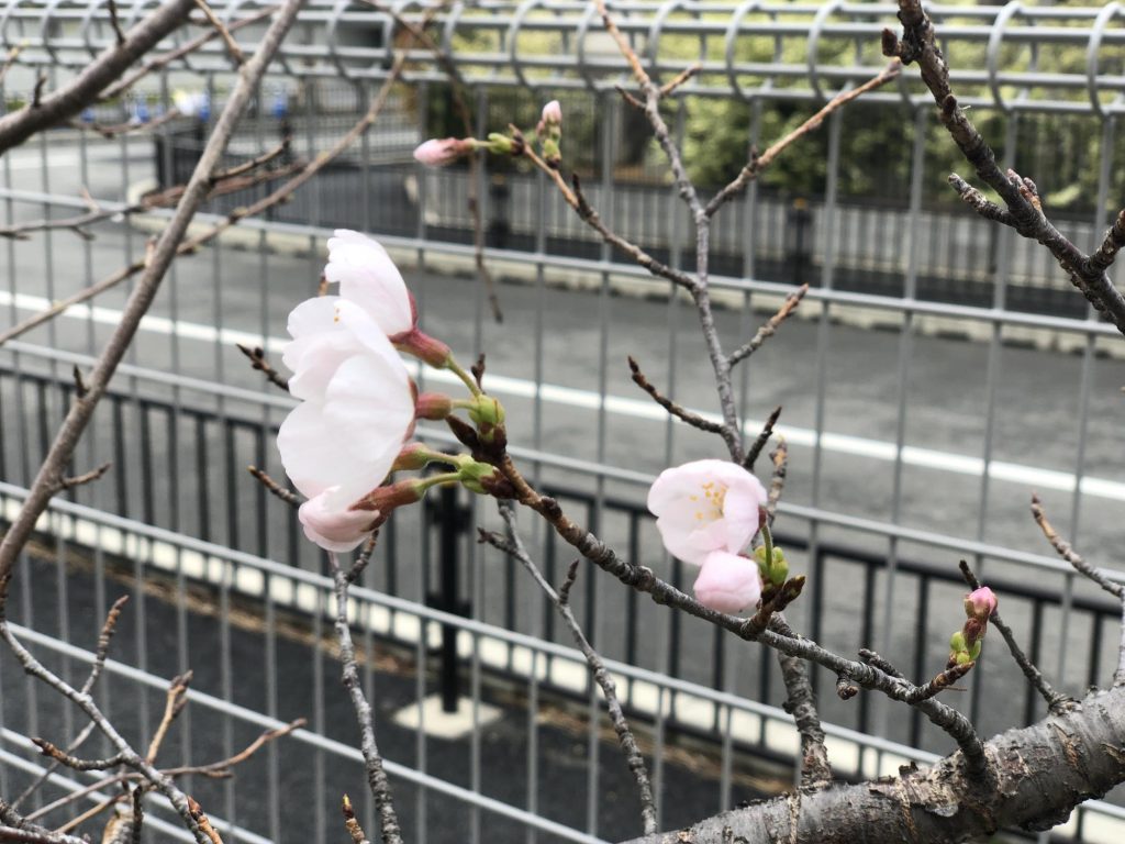 ランバージャックスの桜