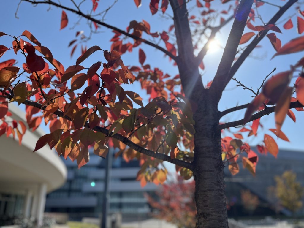 今年は紅葉が楽しめるのか？